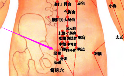 膀胱俞穴的位置